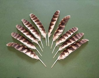 Short-eared owl feathers - small and medium size - Molting Feather