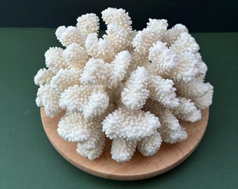 Coral Cluster 10 x 8 inch - VINTAGE Coral