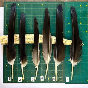 May include: Six dark feathers of varying sizes are arranged on a green cutting mat. The feathers range in color from black to gray, with white tips and stems. A decorative bone-like object is behind the feathers. Numbers 1 through 6 are at the base of each feather.