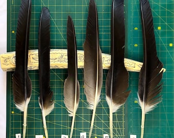 Natural large feathers - molting feather