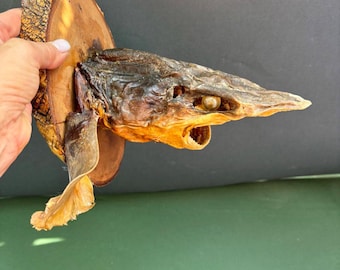 Shark head vintage on a wooden stand.