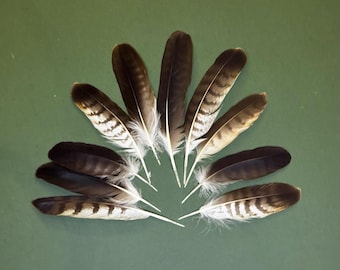 Feathers of Buzzard - large and medium size - Molting Feather in the ZOO