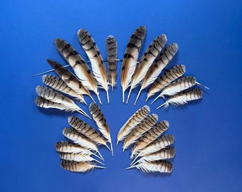 Owl feathers - small size - Molting Feather