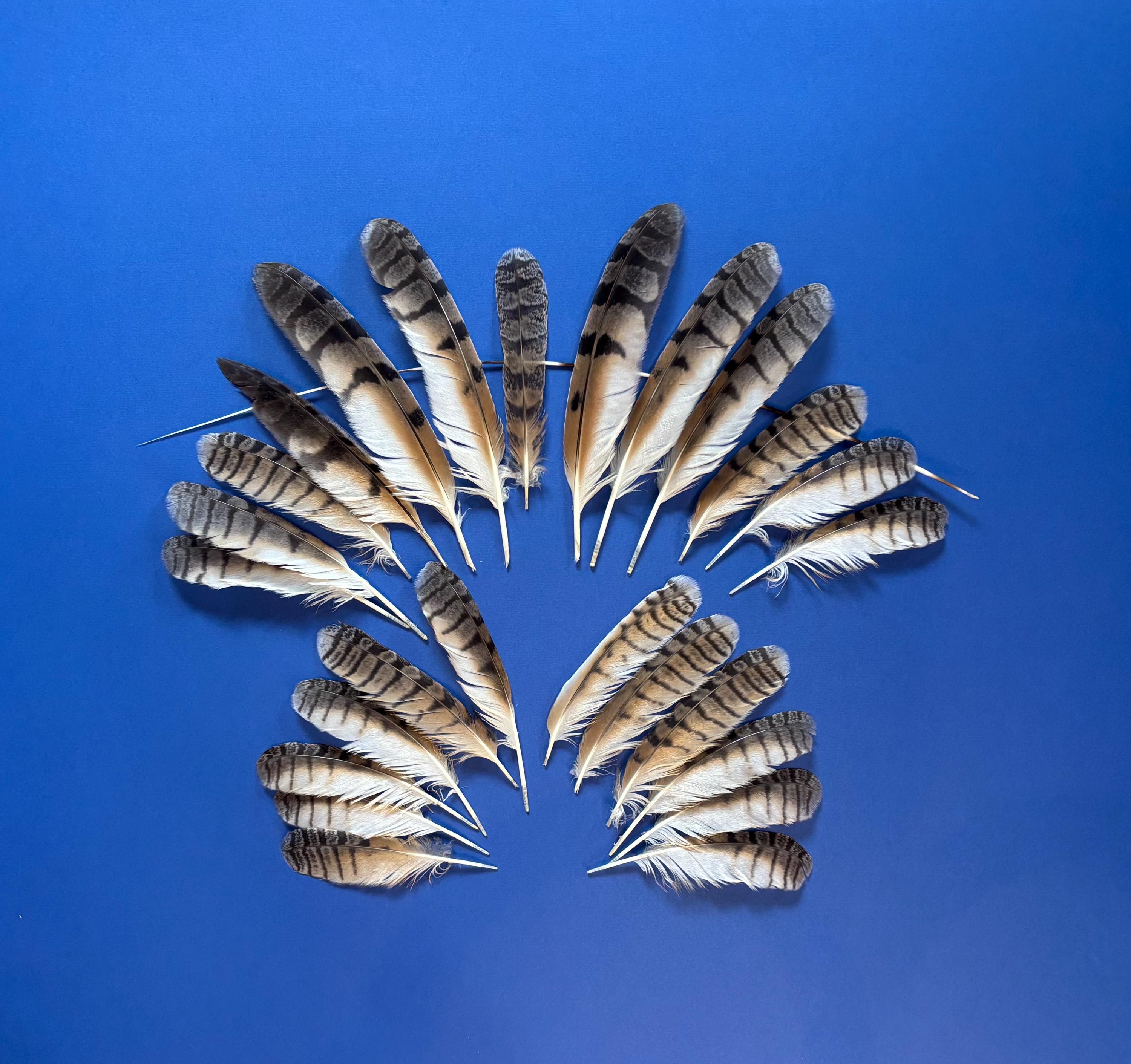 Owl feathers  - small size - Molting Feather