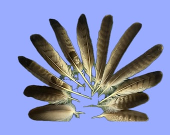 Feathers of Eurasian Hawk Large and Medium size Natural molt from the zoo.