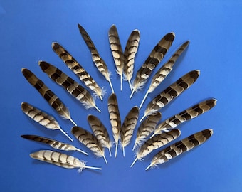 Feathers of Hawk - ZOO - medium size - Molting Feather