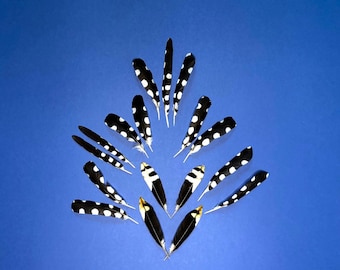 Woodpecker feathers - small size - Molting Feather
