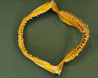 Vintage Shark Jaw