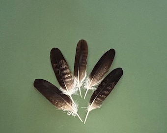 Feathers of small eagle medium size - Molting Feather