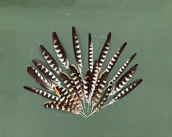 One Feather of Falcon - Large and Medium Size - Natural Moulting - Zoo