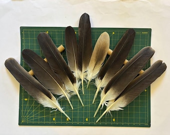 Natural feathers - medium and large size - molting feather