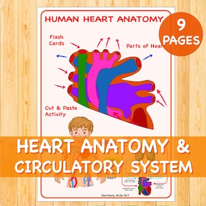 Heart Anatomy & Circulatory System Busy Book. Human Anatomy. Anatomical Heart Homeschool Montessori Curriculum Printable Toddler Activities