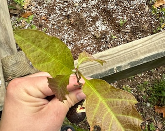 Northern Red Oak Tree