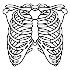 May include: Black and white illustration of a human rib cage, including the sternum, ribs, and clavicles. The image is a simplified, line-art style drawing, suitable for medical or anatomical themes.