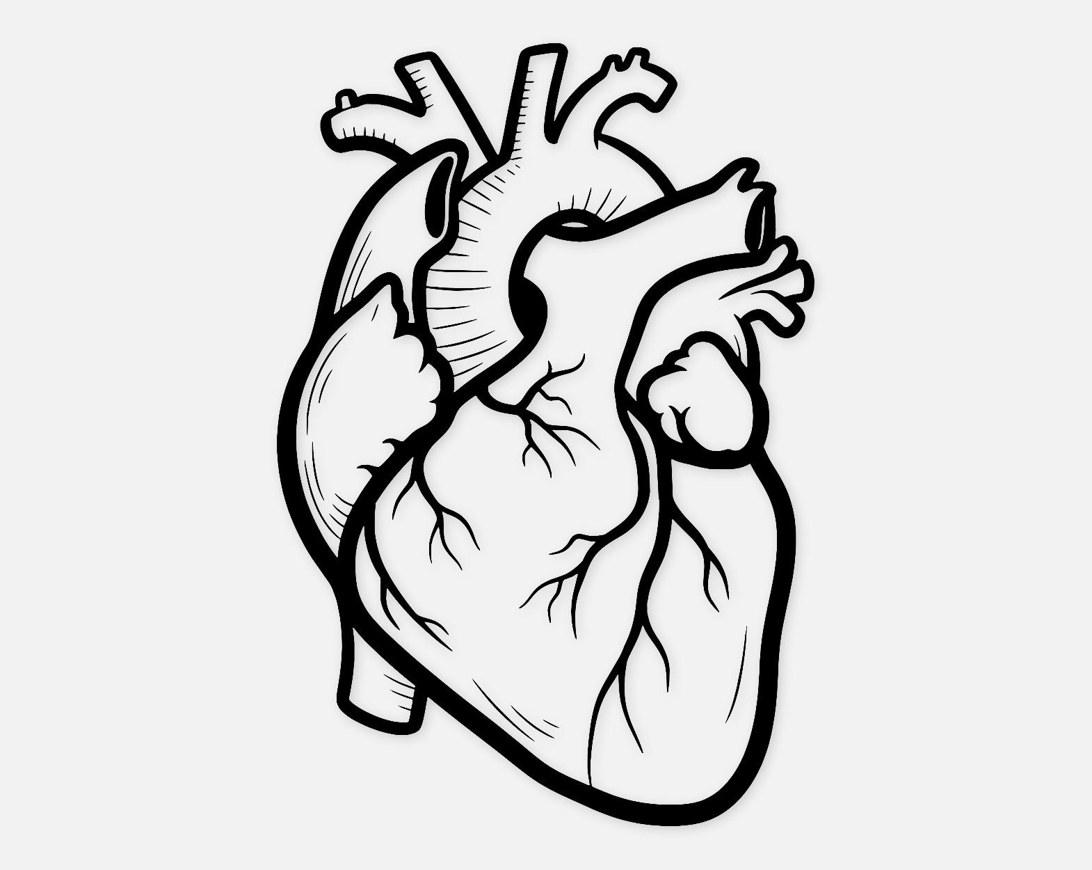 Anatomical Heart Digital Artwork: Black and White Bold Line Art - Etsy