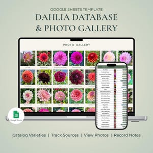 Könnte beinhalten: Eine Google Sheets-Vorlage für eine Dahlien-Datenbank und Fotogalerie, dargestellt auf einem Laptop- und Smartphone-Bildschirm. Die Benutzeroberfläche zeigt ein Raster mit verschiedenen Dahlienfotos und eine Liste mit Blumennamen.