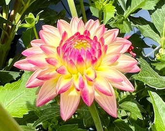 Valley Porcupine Dahlia Tuber | Pink Peach Novelty Dahlia | Unique Spiky Cut Flower | Michigan Grown