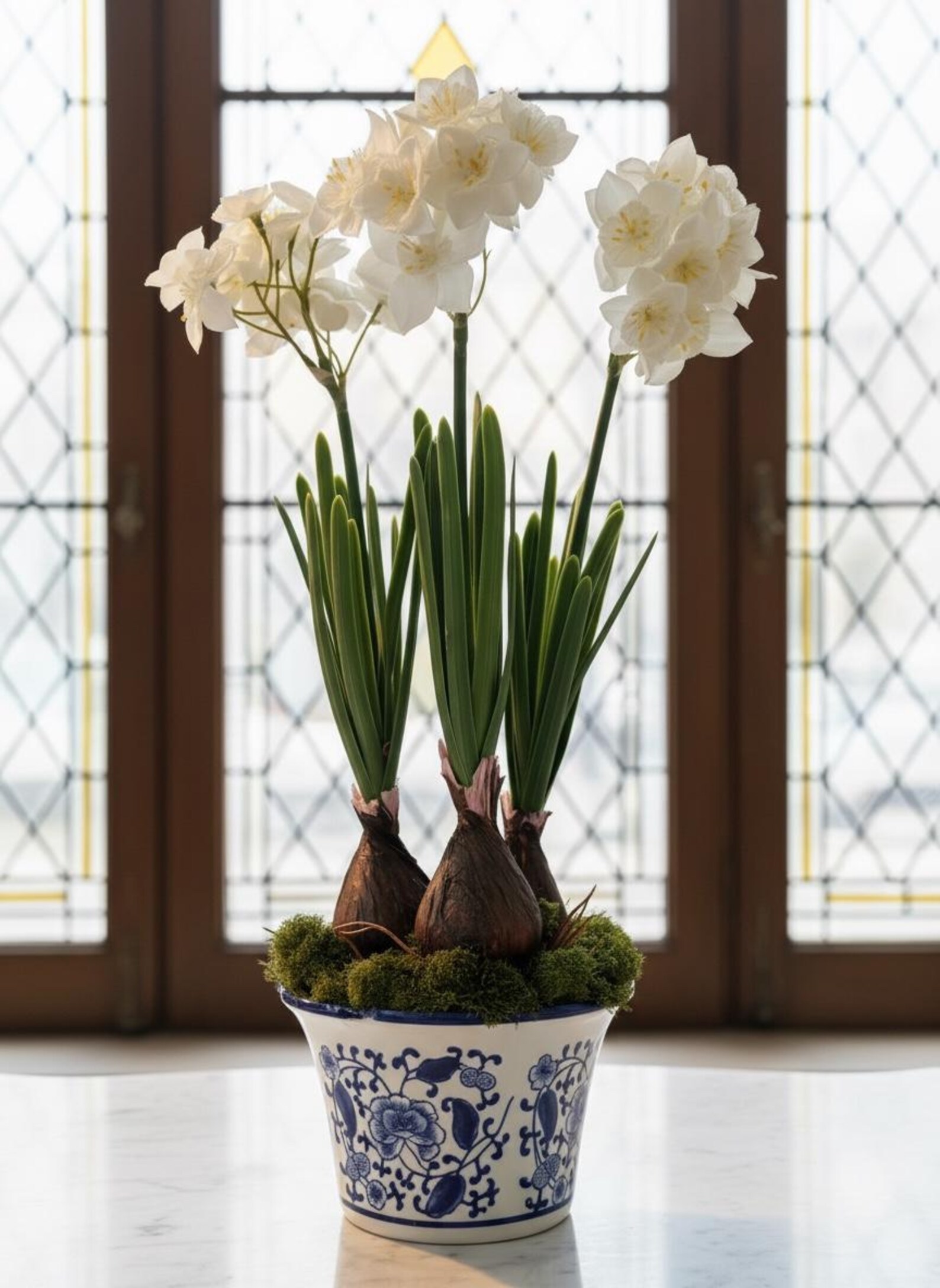 Paper White Narcissus Bulbs in Porcelain Planter Etsy — free download