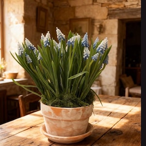 May include: A terracotta pot filled with green plants and blue and white flowers sits on a wooden table. The pot has a matching saucer. The background features a stone wall and a window, creating a rustic, natural aesthetic.