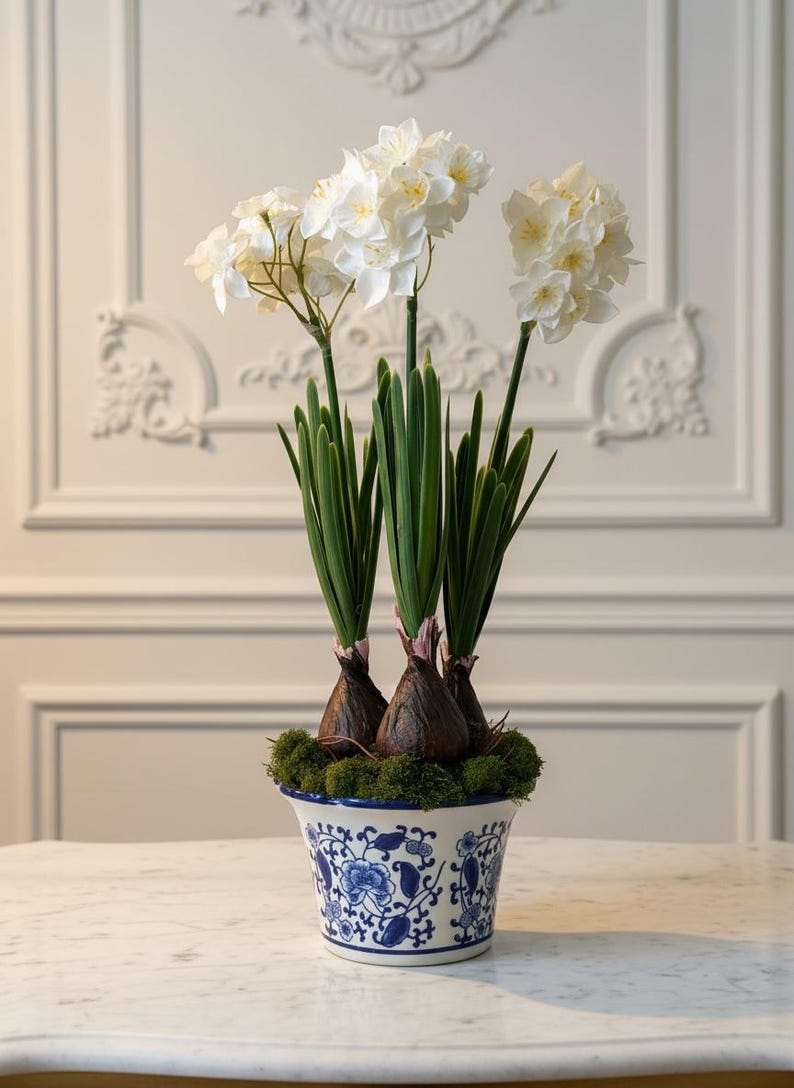 Paper White Narcissus Bulbs in Porcelain Planter Etsy — free download