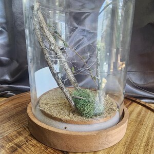 May include: A decorative terrarium with a clear glass dome, showcasing a miniature landscape. Inside, there are branches, green moss, and small plants, set on a bed of sand. The base is made of wood.