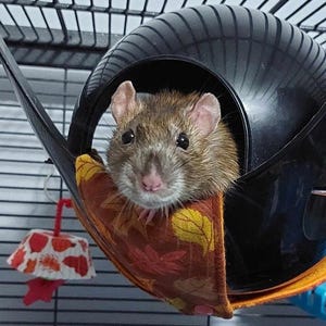Peut inclure: Un rat brun regarde depuis un abri en plastique noir, niché dans un hamac aux motifs de feuilles d'automne. Le hamac présente des tons orange, rouge et jaune. Un petit jouet est suspendu à proximité.