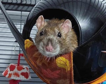 Sputnik/Space pod absorbent liner with snaps