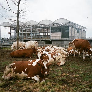 Cartão postal de vacas de fazenda urbana - contraste rural moderno da cidade - estampa animal exclusiva - arte agrícola - cartão postal de paisagem contemporânea