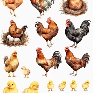 May include: Watercolor illustrations of chickens, roosters, and chicks in various poses. The chickens are brown and the roosters have colorful plumage. Several chicks are yellow. Some chickens are in nests with eggs.