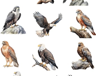 Birds Of Prey