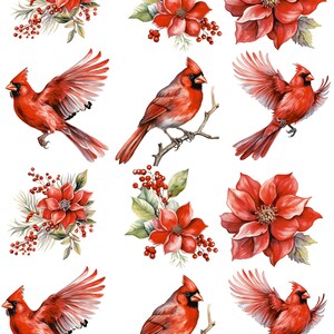 May include: A collection of watercolor illustrations featuring red cardinals and poinsettia flowers with berries and green leaves. The birds are depicted perched on branches and in flight. The floral arrangements include detailed petals and foliage.