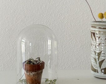 small modern glass dome cloche / curio display box / curiosity specimen jar