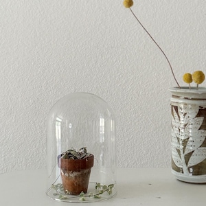 small modern glass dome cloche / curio display box / curiosity specimen jar