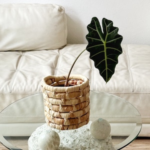 chunky leaf coiled basket planter image 1