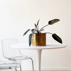 May include: A houseplant in a gold-colored, textured pot sits on a white, round table. The plant has dark green leaves and red stems. A clear plastic chair is to the left of the table. The table has a single white pedestal base.