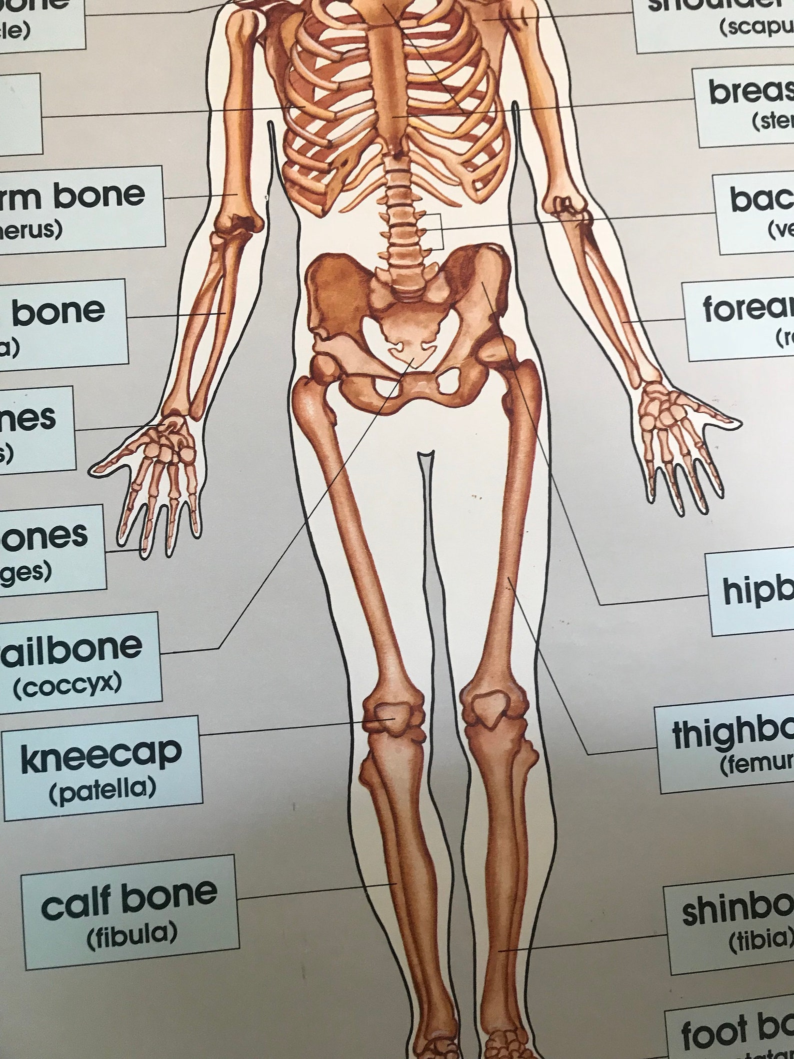 1980s-human-body-skeletal-chart-poster-size-anatomical-etsy-uk