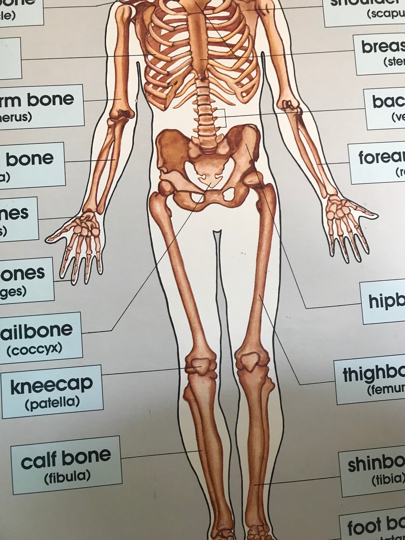 1980s Human Body Skeletal Chart Poster Size Anatomical Etsy UK