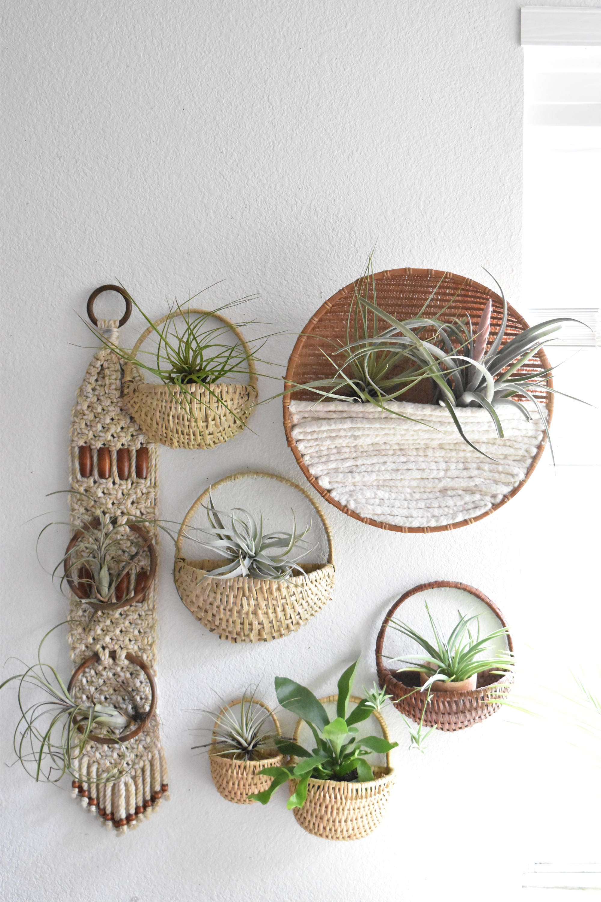 Modern Air Plant Wall Holder with Electrical Design