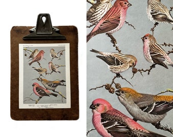 vintage pink bird portrait illustration in color prints | book plates of purple finch red pole pine grosbeak wall art