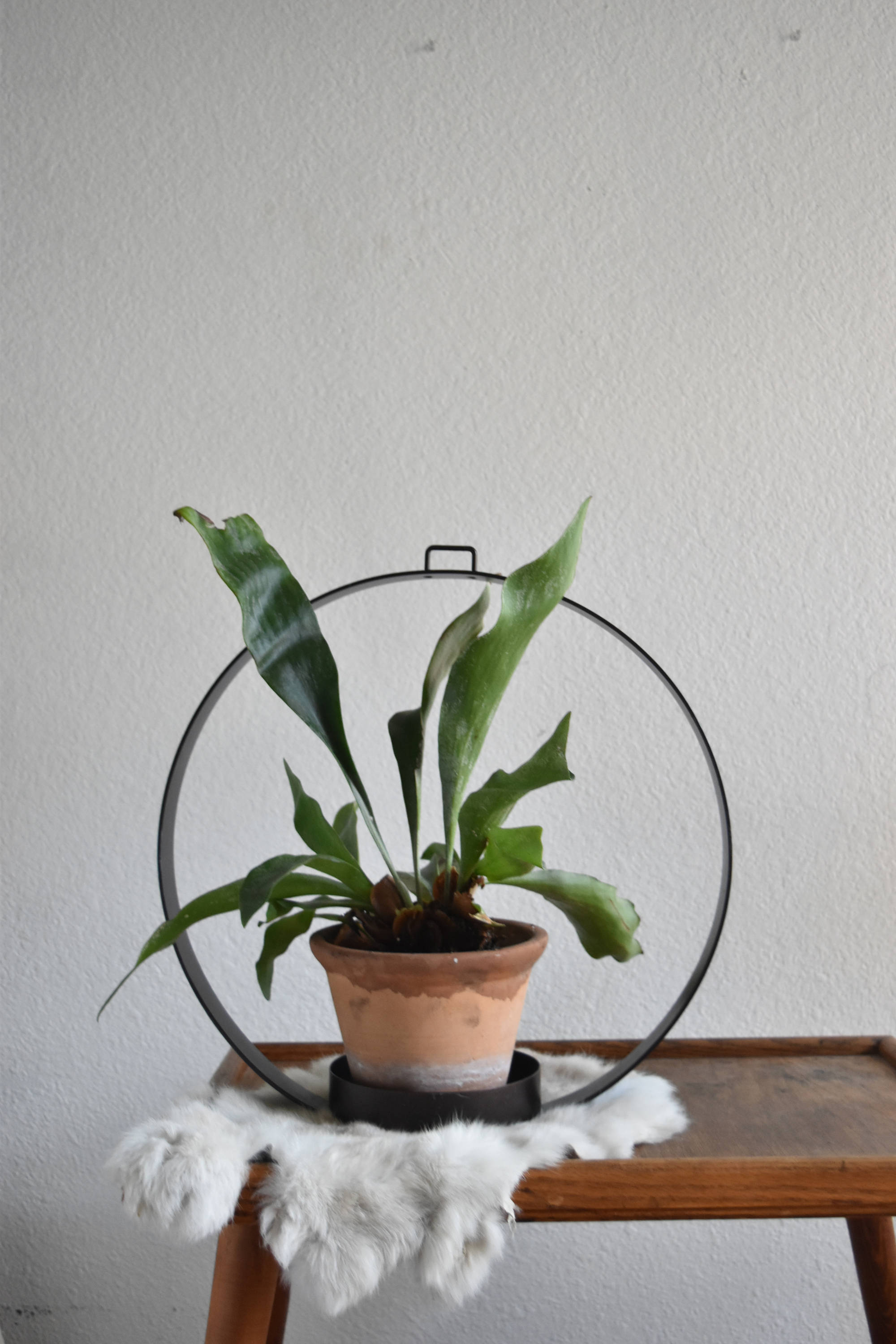 black modern metal large round circle hanging plant holder