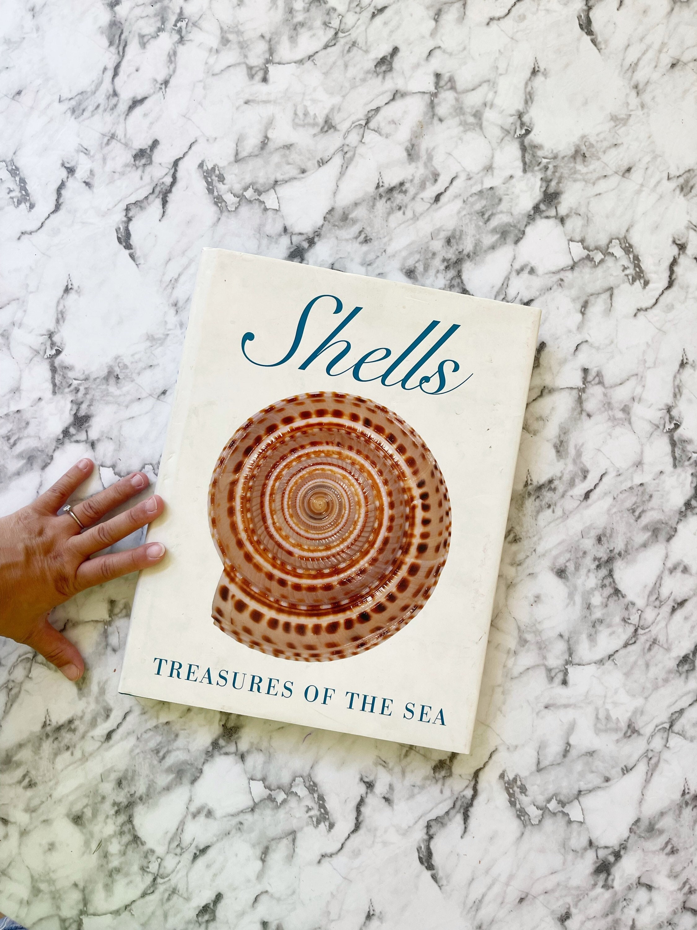 ジャンデリアン トレイ Shells, circa 1755 ジャンデリアン トレイ