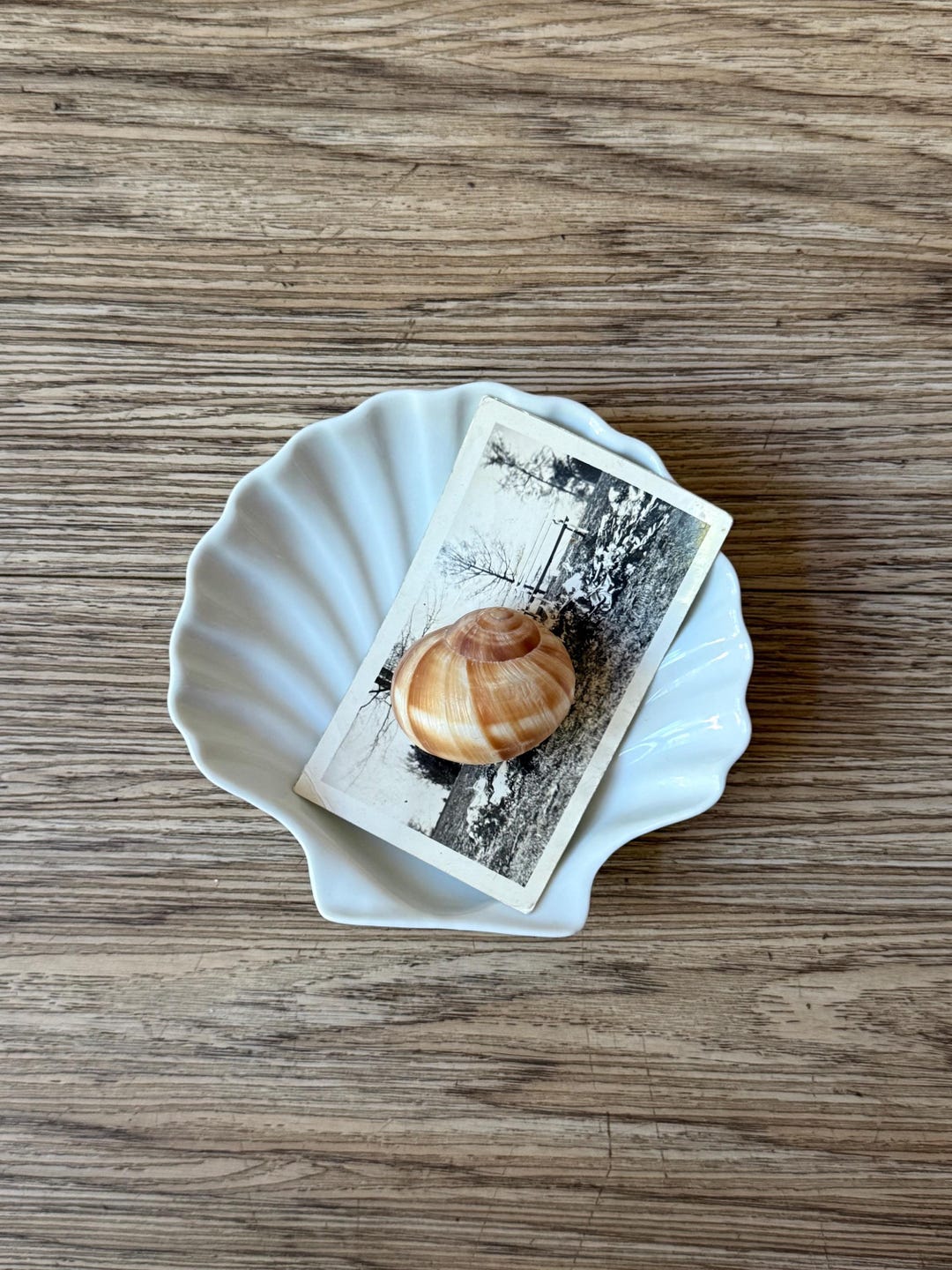 Shell Appetizer Plates French White Ceramic Clam Seashell Serving Appetizer Plate | Coastal ...