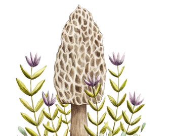 Morel Mushroom Art Print, Foraging Illustration, Watercolor Mushroom Painting, Woodland Decor, Mycology Art, Mushroom Decor, Mushroom Gift
