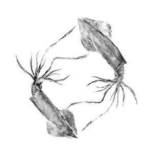 Squid Pair Gyotaku Print
