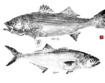 Impression Striper And Bluefish Gyotaku noir et blanc