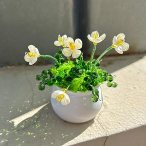 Puede incluir: Una pequeña maceta de cerámica blanca llena de un vibrante arreglo de flores de cuentas. Las flores tienen pétalos blancos con centros amarillos y tallos y hojas verdes. La maceta está sobre una repisa, con sombras.
