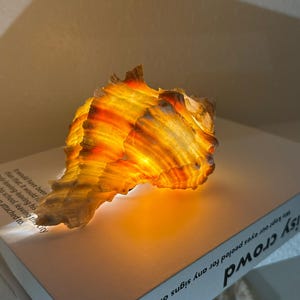Könnte beinhalten: Eine leuchtende, durchscheinende Muschelschalenlampe mit warmen Orange- und Gelbtönen. Die Lampe steht auf einem weißen Buch mit dem Text "noisy crowd". Das Licht strahlt von innen durch die Schale und erzeugt einen sanften, einladenden Schein.