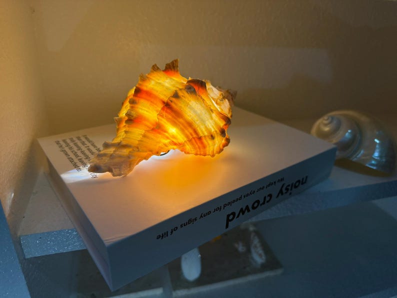 Moma Shell Lamp Handmade Seashell Night Light – Coastal Home Decor Lamp - Etsy