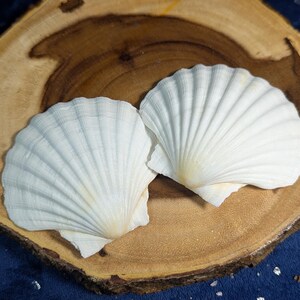 May include: Two white seashells with a ribbed texture are displayed on a wooden surface. The shells are arranged side by side, with the larger shell on the right and the smaller shell on the left.