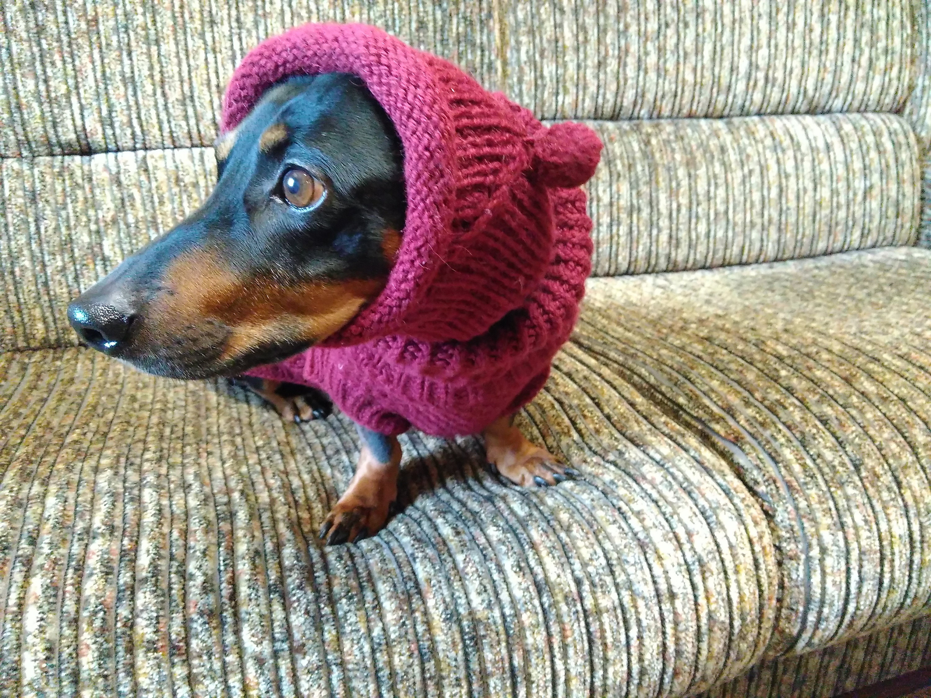 Mütze für einen Hund. Hunde Ohrwärmer. Hand gestrickte Mütze Etsy